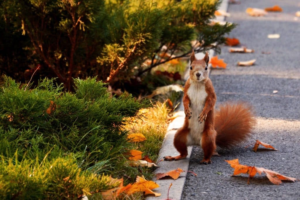 vacavia park model home autumn wild life