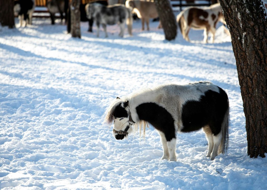 Farm Winter activity