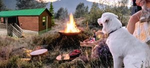 Who Camps with Pets? Data Says: Millennials Lead the Pack